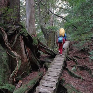 縄文杉に逢うために急階段を登る