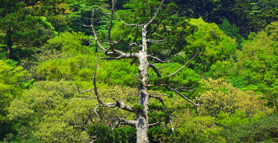 白谷雲水峡の弥生杉