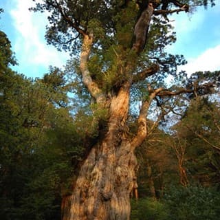 推定樹齢7200年の縄文杉