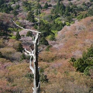 4月初旬は山桜で花見
